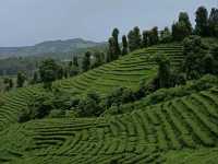101 Tea Green View|เชียงราย