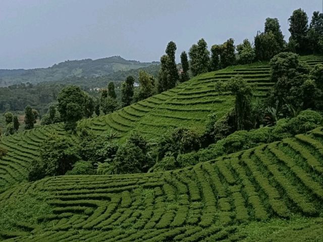 101 Tea Green View|เชียงราย