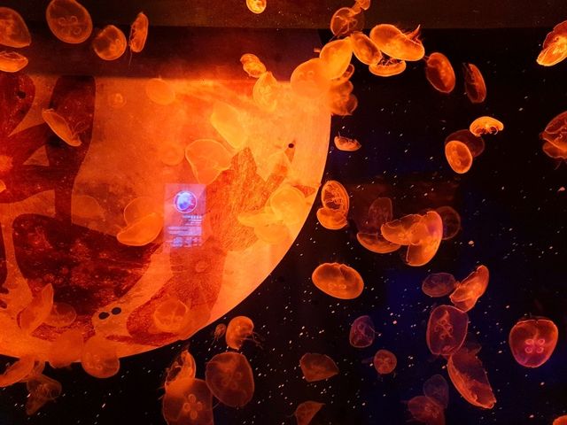 부산 여행 필수코스! : 🐠씨라이프부산아쿠아리움
