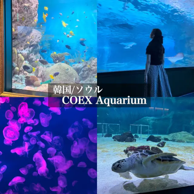 韓國/首爾【江南】COEX Aquarium