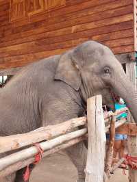 Surin Elephant Word🐘