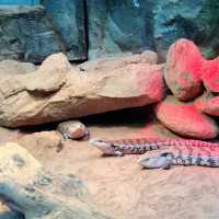【台湾】充分な広さにびっくり台北動物園🐱