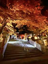 〜神奈川県〜夜景と紅葉が同時に見られる秋おすすめナイトスポット！