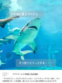 【 茨城 大洗 】サメの飼育種類数日本一の水族館で海中探検🦈