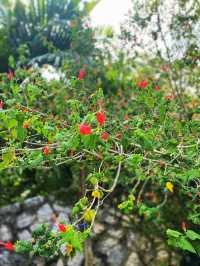 Hibiscus as flower emblem of Malaysia🌹