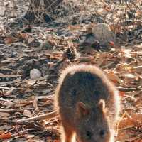 Must-visit destination - Rottnest Island