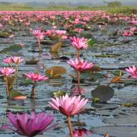 ทะเลบัวแดง ธรรมชาติที่เข้าถึงได้