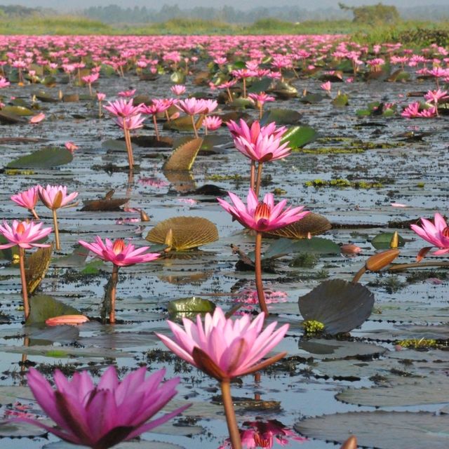 ทะเลบัวแดง ธรรมชาติที่เข้าถึงได้