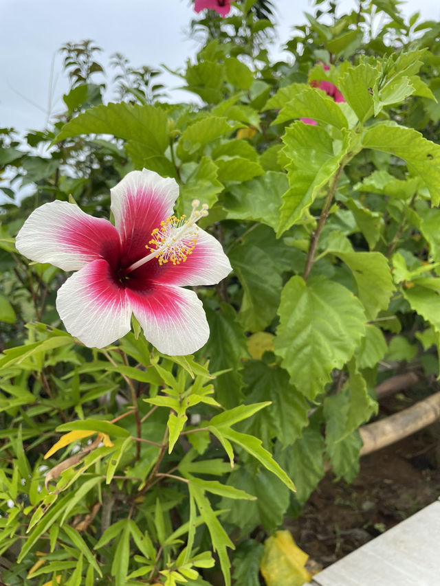 【沖縄/宮古島】プール付きvillaでリゾート満喫🌺