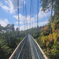 Lush Trails & Tranquil Waters at MacRitchie Reservoir