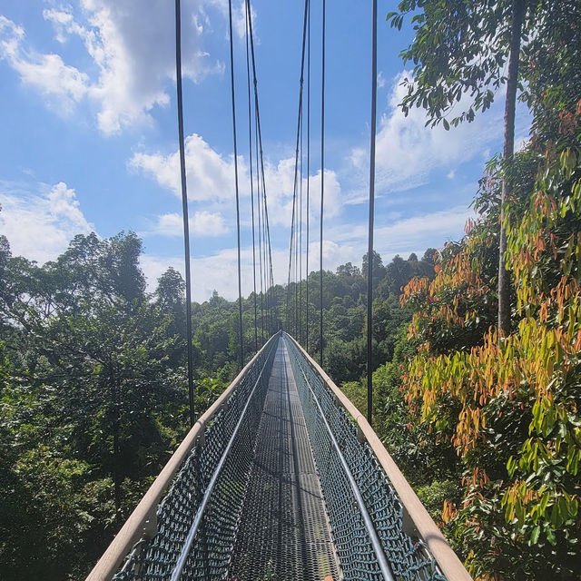 Lush Trails & Tranquil Waters at MacRitchie Reservoir