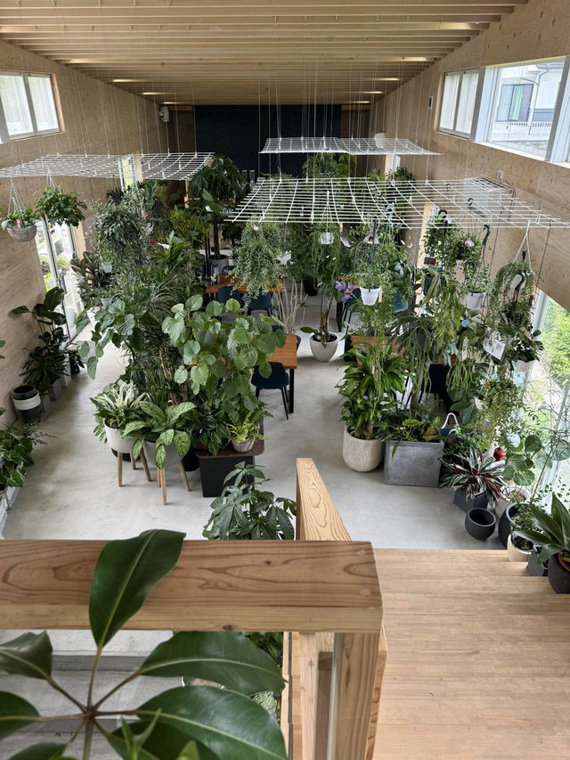 【福岡カフェ】室内なのにグリーンがいっぱいの癒し系カフェ🌿