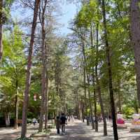 Journey to Tranquility: Explore Nami Island, Ride the Rails, and Meet Alpacas!