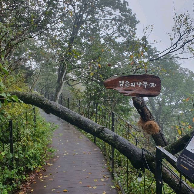 평창. 진부의 발왕산, 오대산 월정사 여행