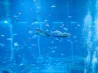 รีวิว S.E.A. Aquarium🇸🇬 