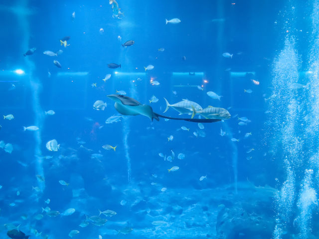 รีวิว S.E.A. Aquarium🇸🇬 