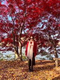 Instagrammable Fall Colors of Nami Island 🇰🇷
