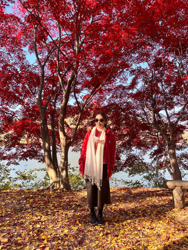 Instagrammable Fall Colors of Nami Island 🇰🇷