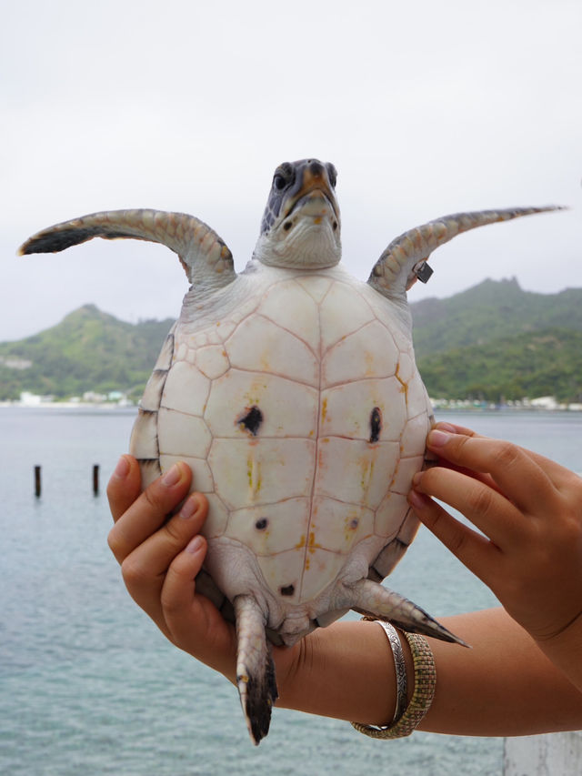 小笠原諸島｜かわいいウミガメと触れ合える場所