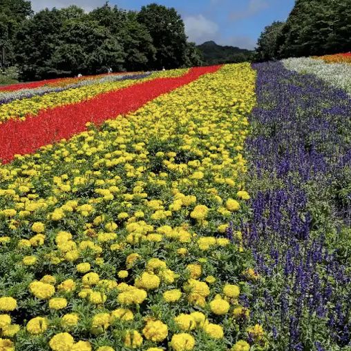 【群馬】ラベンダー畑🪻がみれる公園