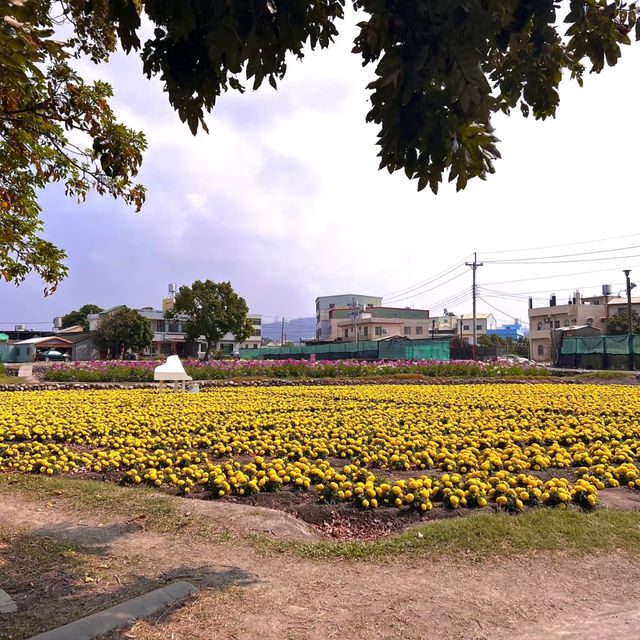一年四季都能賞花「中社觀光花市」🌹