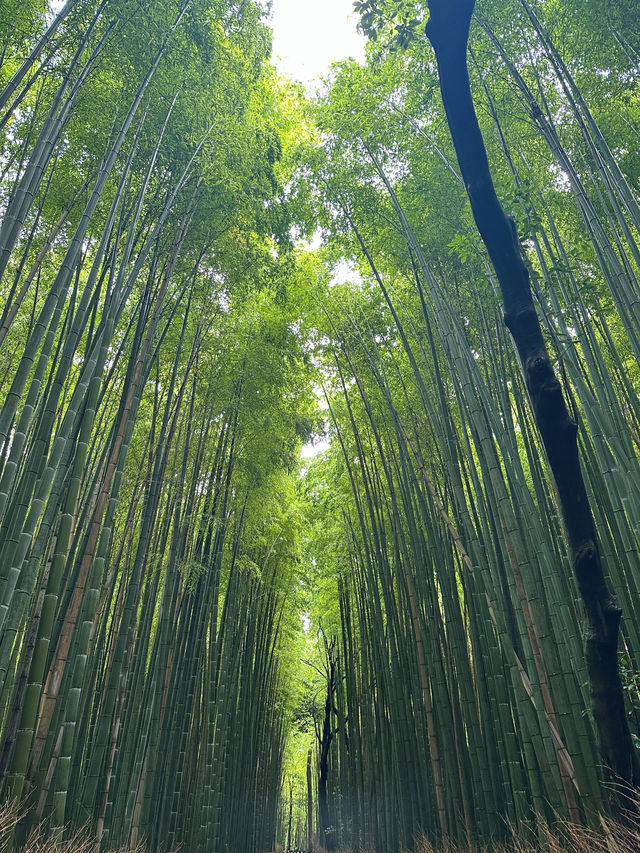 京都嵐山🎋值得你留下時間半日慢遊