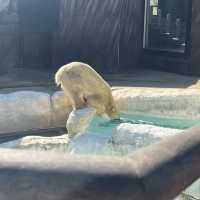 東京景點｜日本最古老的親子動物園—恩賜上野動物園