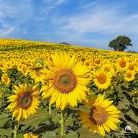ทุ่งทานตะวันไร่มณีศร เขาใหญ่ 