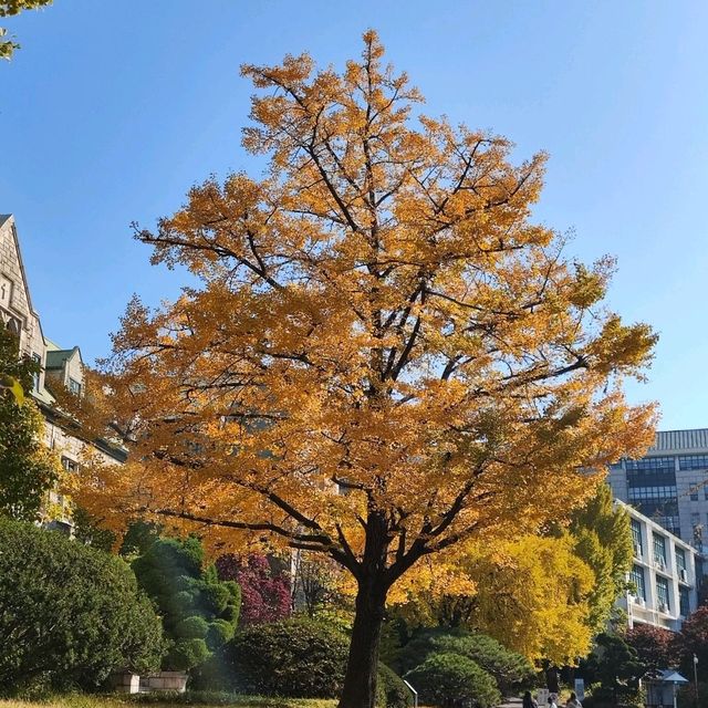 去首爾不能錯過的梨花女子大學銀杏林和紅葉美景