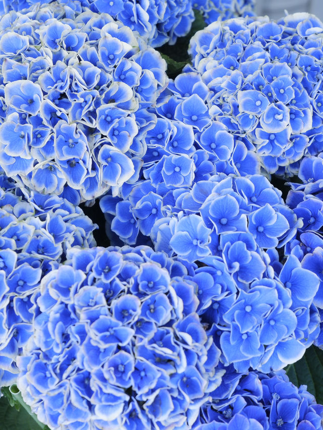 名古屋愛知縣：紫陽花之里
