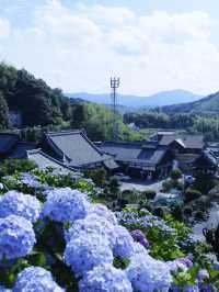 名古屋打卡聖地：形原溫泉紫陽花祭 