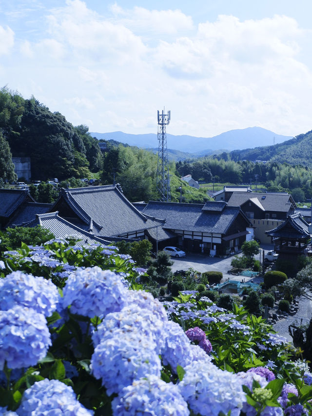 名古屋打卡聖地：形原溫泉紫陽花祭 