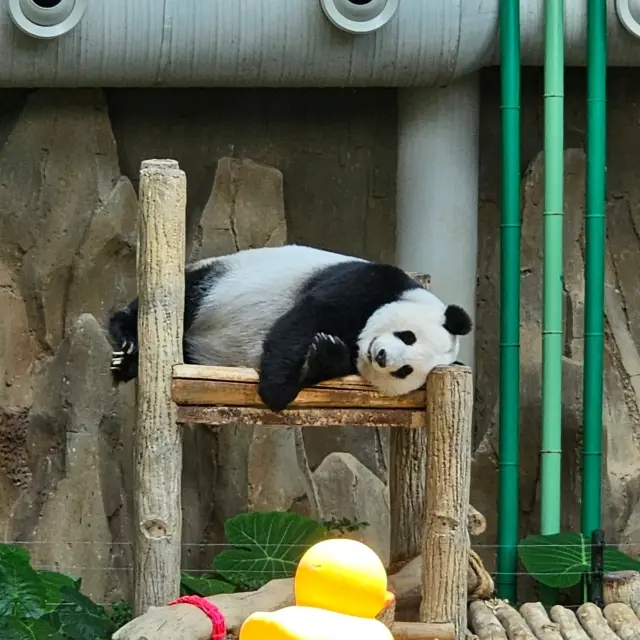 สวนสัตว์เนการา มาเลเซีย