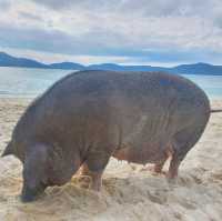 วันเดย์ทริป... เกาะหมู(มัดสุม)
