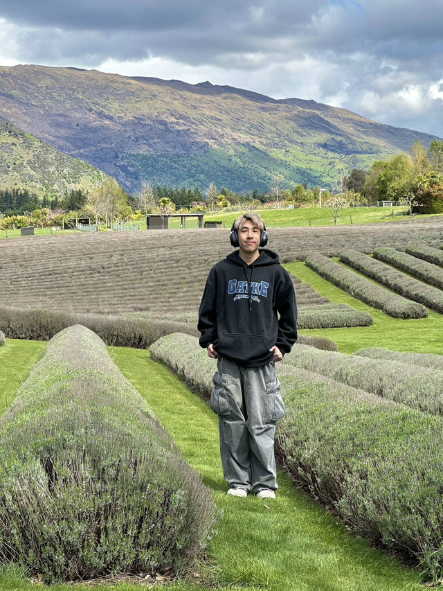 在新西蘭瓦納卡薰衣草農場的芬芳之旅
