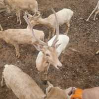 A Wild Day Out: Exploring the Wonders of Kanchanaburi Safari Park