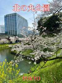 東京　東京観光　桜の名所　北の丸公園に行ってきたぞ！