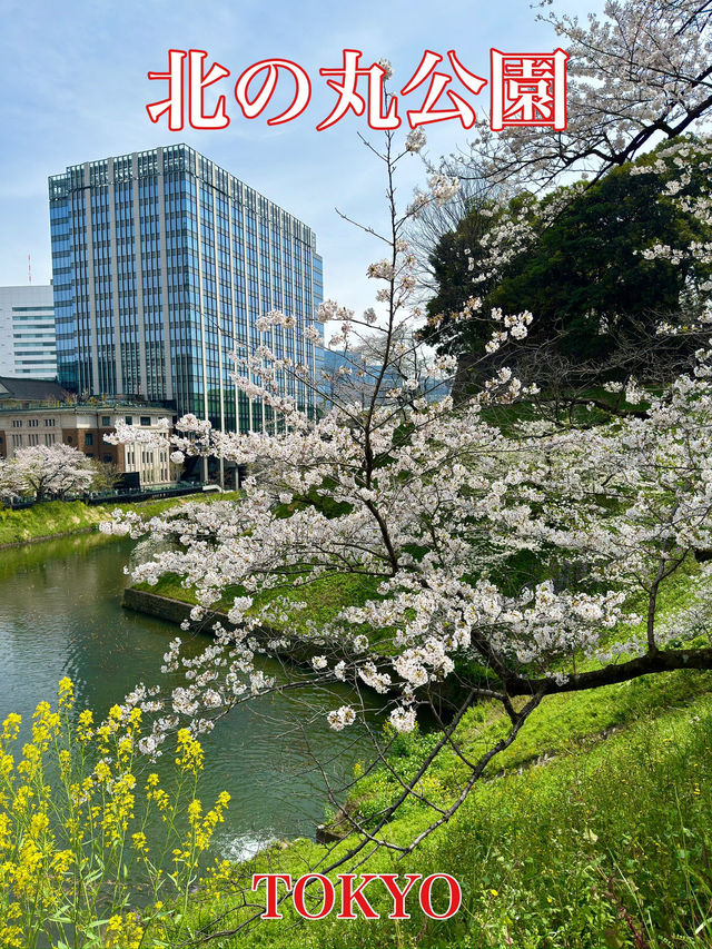 東京　東京観光　桜の名所　北の丸公園に行ってきたぞ！