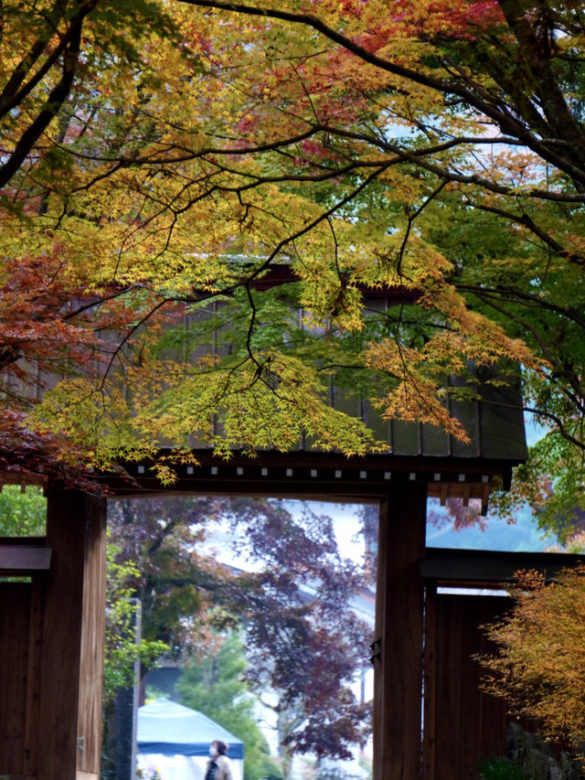 【栃木×佐野】参道に広がるグラデーション紅葉の絶景🍁