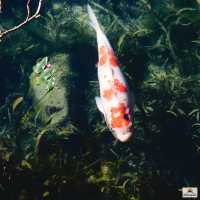  Monet's pond