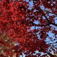 A Beautiful Escape: Nami Island Review