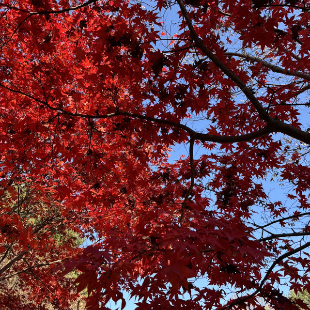 A Beautiful Escape: Nami Island Review