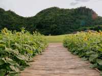 ไร่ทานตะวัน คีรีมันตรา (กาญจนบุรี) 🌻🌻🌻