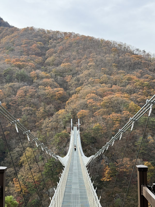 (실시간) 가을을 맞아 더욱 아름다워진 진안 운일암반일암 출렁다리🍁🤎