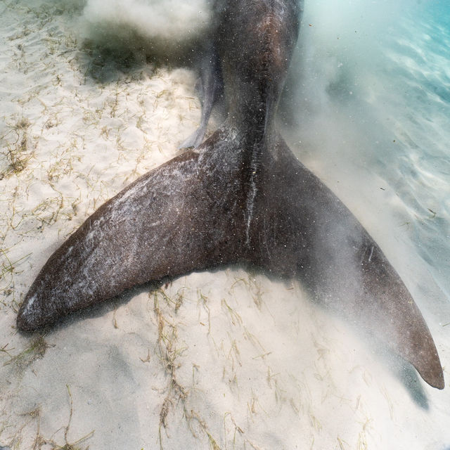 Coron 必追 Dugong!!!🤩
