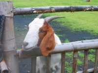 ฟาร์มแกะทหารช่าง 🐑 