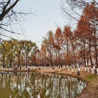 ～華發水郡省級濕地～秋色仙境濕地～