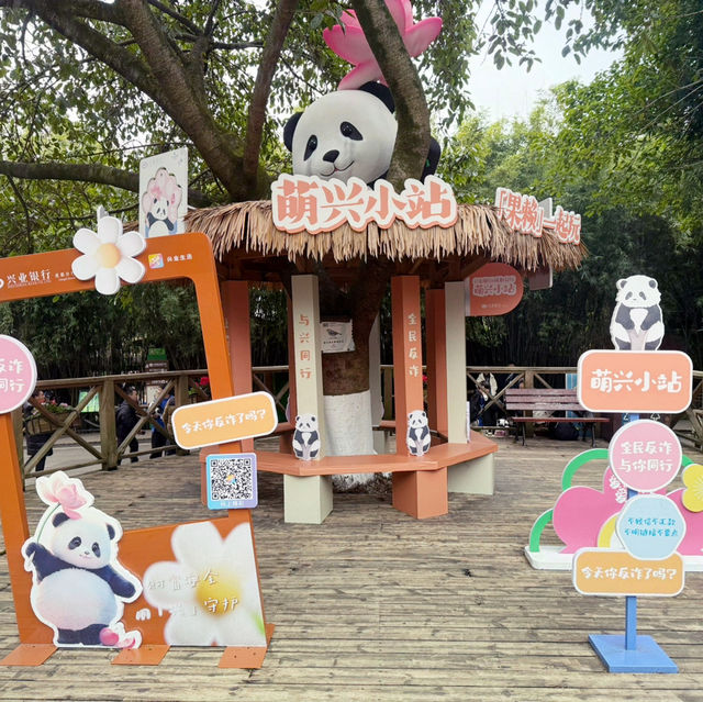 A Must-Visit for Panda Lovers 🐼