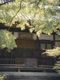 初夏の常寂光寺🌿静寂に包まれる癒しの空間