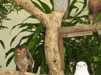 Feathers, Fun, and Nature: Discover the Magic of KL Bird Park